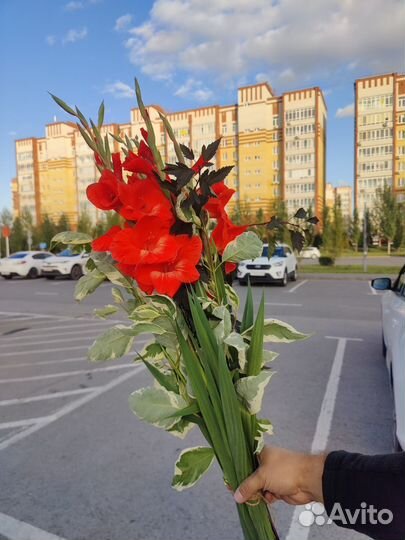 Гладиолусы луковицы