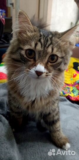Отдадим котёнка в добрые руки