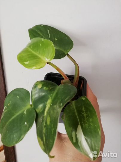 Филодендрон, эписция