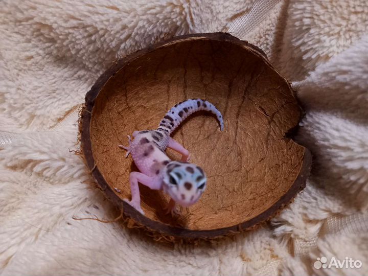 Геккон эублефар самка
