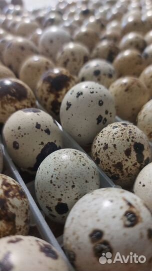 Яйца перепелиные инкубационные