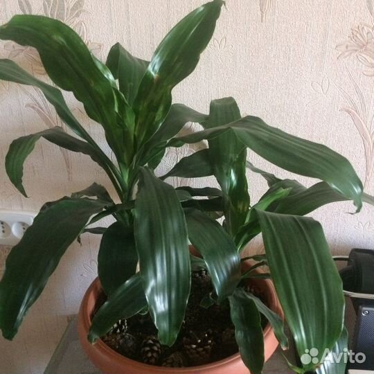 Комнатные цветы пальма