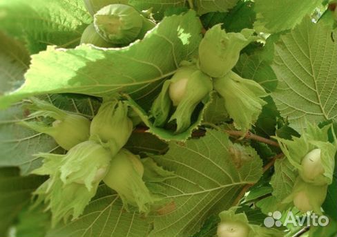 Саженцы Лещины(лесной орех или фундук)