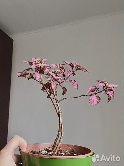 Гипоэстес розовый