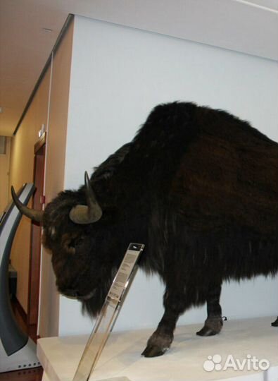 Череп древнего животного, которые обитали на земле