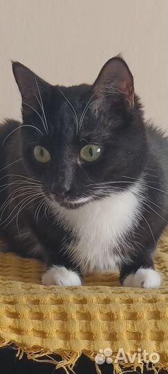 Кошка Маркиза