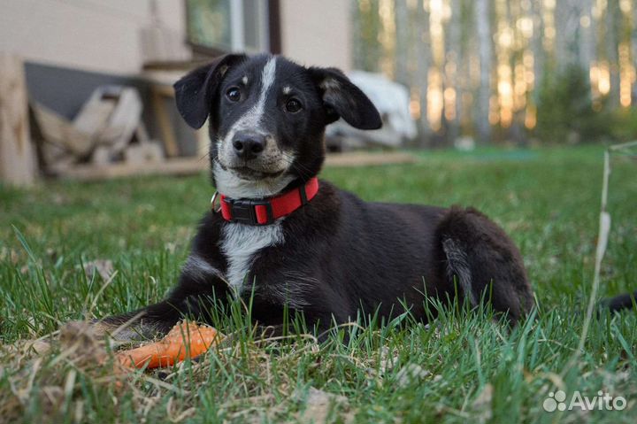 Собака в добрые руки