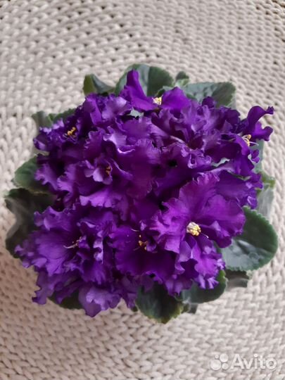 Фиалка(укорененные листики)