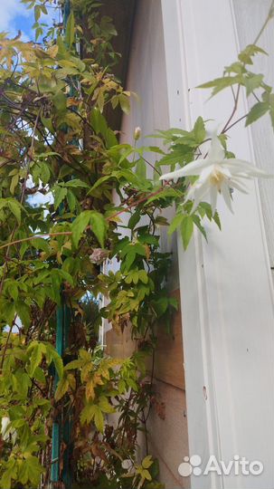 Гортензия, кустарники