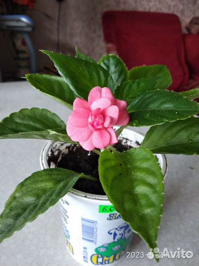 Бальзамин махровый розовый и малиновый