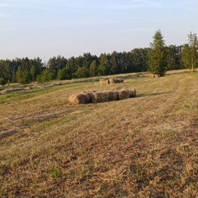 Продам сено в рулонах