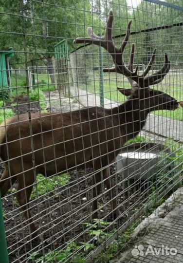 Электропастух для заповедников для зоопарков