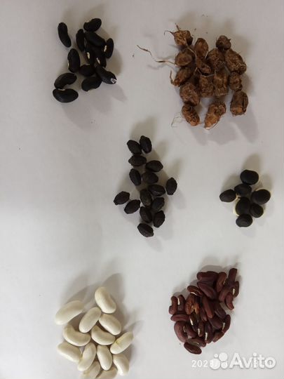 Рассада чуфа, кислица (оксалис)