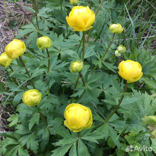 Купальница