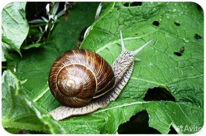 Улитки виноградные