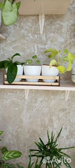 Комнатные растения