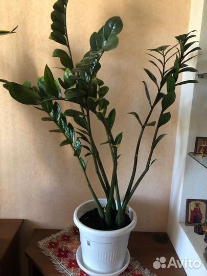 Замиокулькас