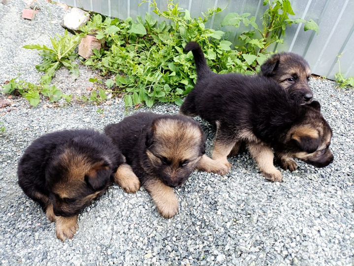 Щенки немецкой овчарки