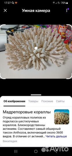 Морские кораллы