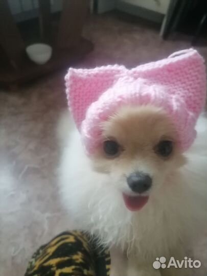 Шапка для животных