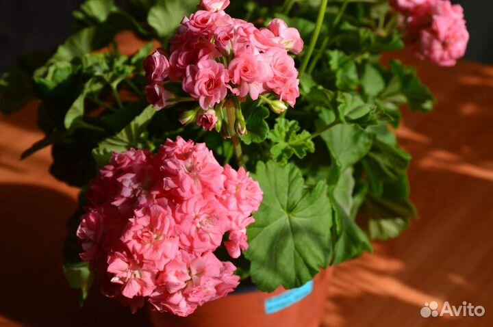 Пеларгония