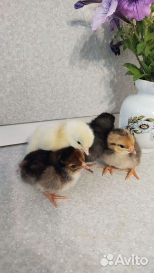 Цыпленок Австралорп