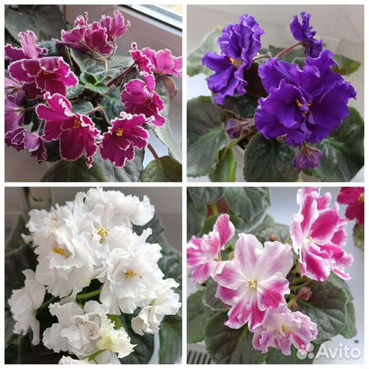 Фиалка листы, детки, стартеры, цветущие