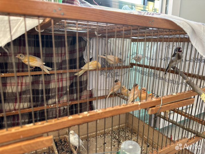 Кенара и канарейки