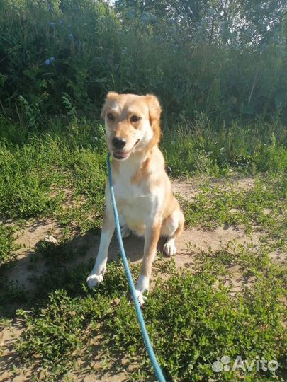 Небольшая собачка ищет дом в добрые руки