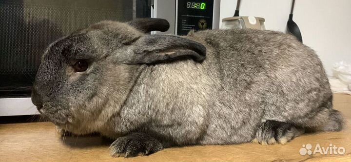Кролики мясных пород