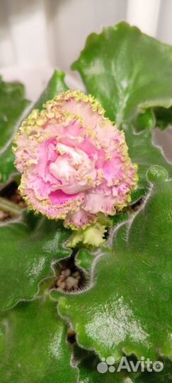 Фиалка ле -Фея