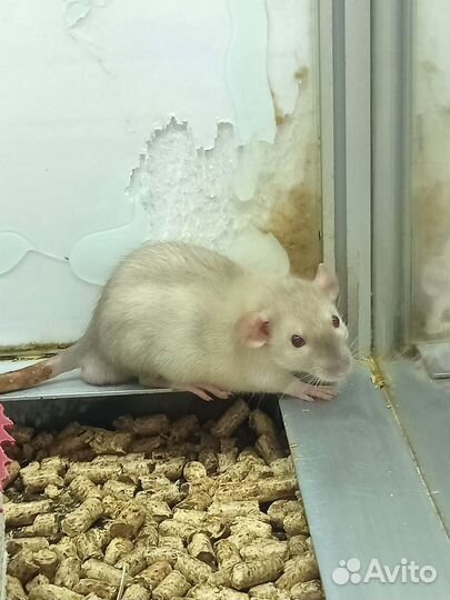Крысы декоративные