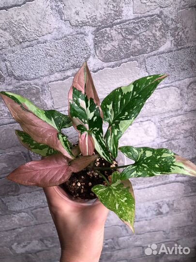 Сингониум ред спот триколор