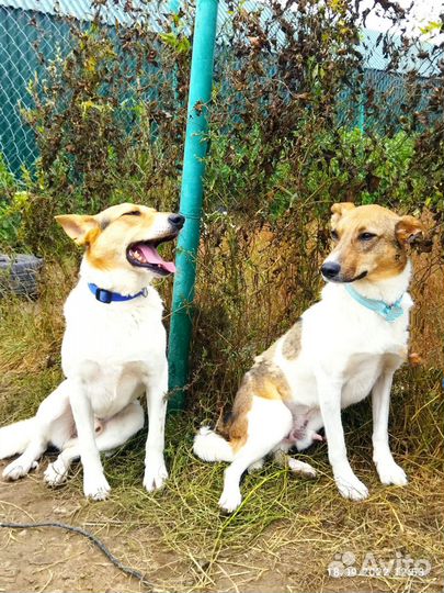 Собаки ищут дом