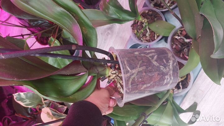 Орхидеи отцвевшие