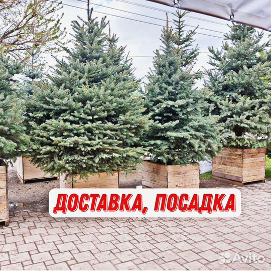 Ели премиум голубые и зеленые