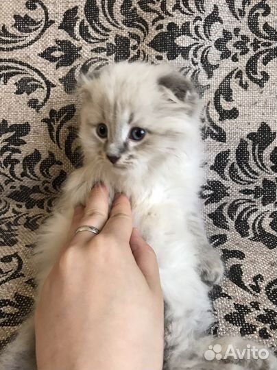 Невска маскарадная кошка