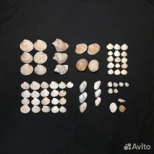 Морские ракушки