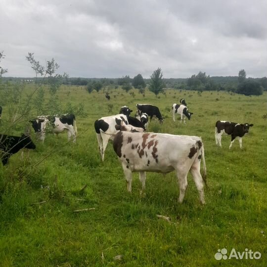 Корова телка и бык