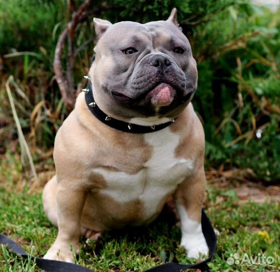 Американский Булли покет. Вязка