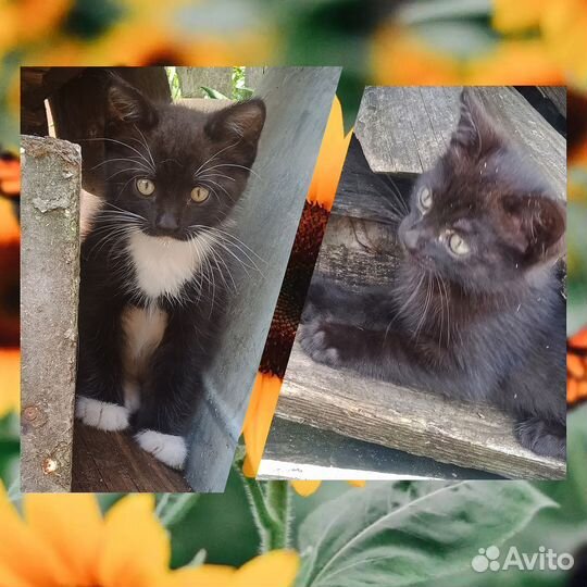 Котята в добрые руки бесплатно
