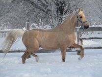 Лошадь жеребец уэльский пони