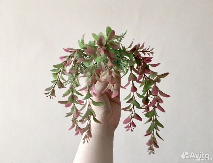 Растение для аквариума