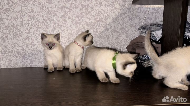 Сиамские-тайские котята