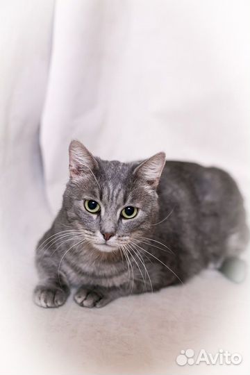 Кот Бориска