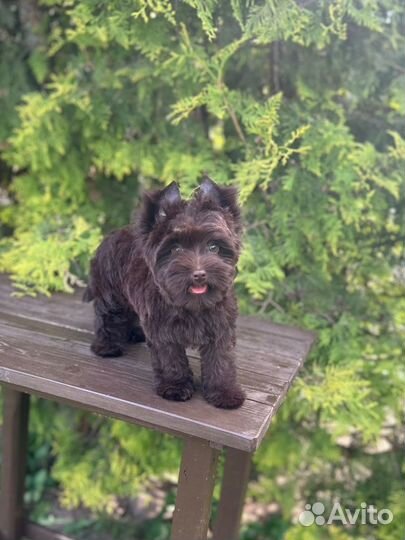 Шоколадный Йорк девочка