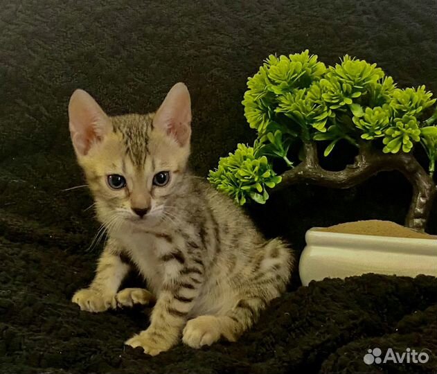 Бенгальские котята окраса меланистик