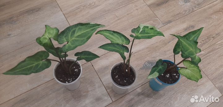 Сингониум,рафидофора