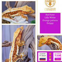 Реснитчатый бананоед самец Лилли Вайт Сноуфлейк