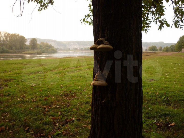 Участок 32 сот. (ИЖС)